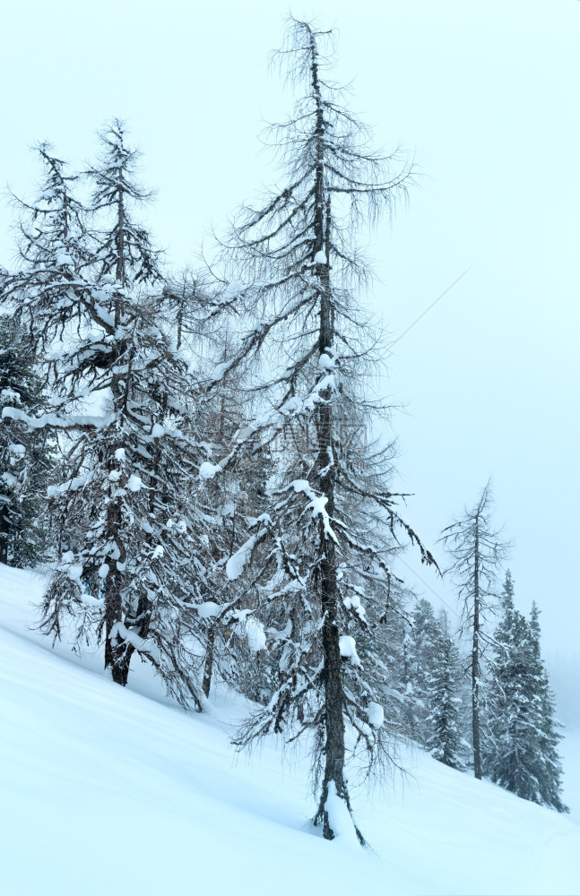 冬雾寒的山枯燥白日雪地图片