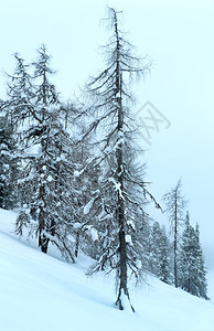 冬雾寒的山枯燥白日雪地图片