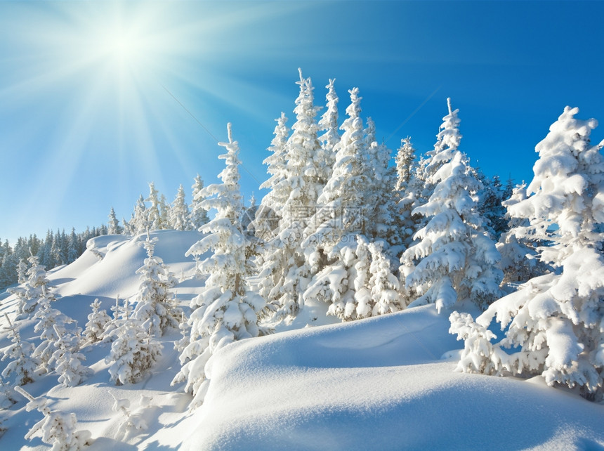 冬季阳光下平静的山地景观斜坡上有美丽的fir树Kukol山喀尔巴阡乌克兰喀尔巴阡山图片