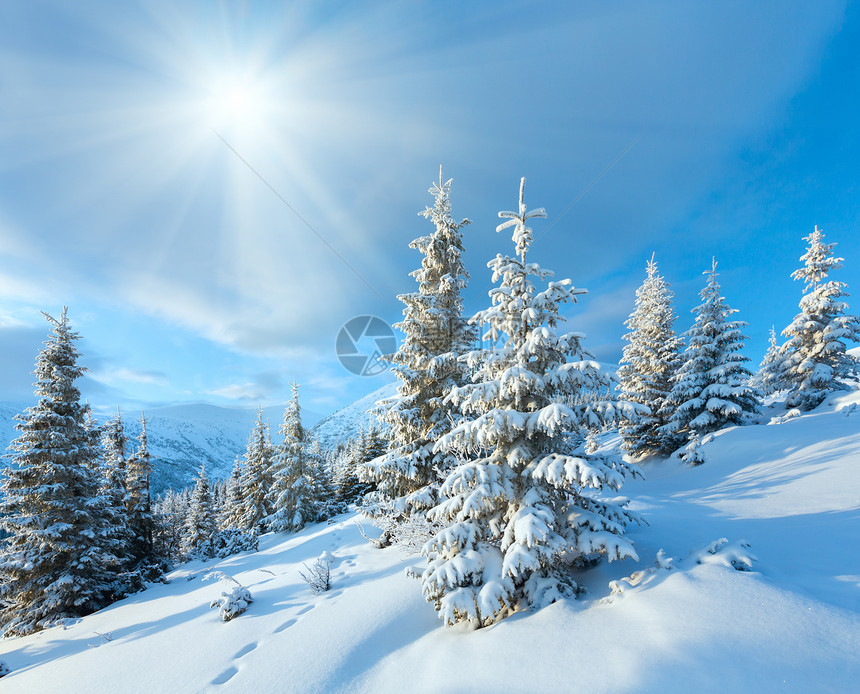 清晨冬天的山地风景前面和阳光下着雪覆盖了山林树木图片