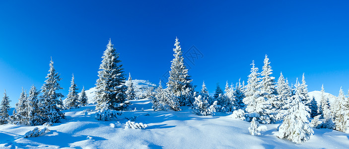 上午冬季山区风景有fir树喀尔巴阡山乌克兰图片