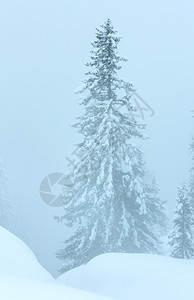 冬雾寒的山枯燥白日雪地图片