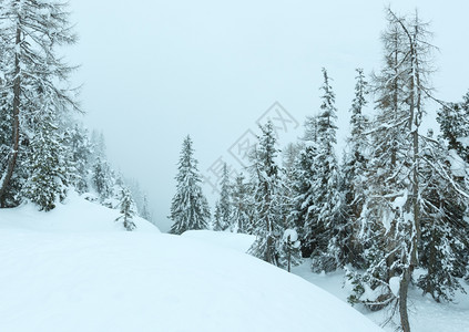 冬雾寒的山枯燥白日雪地图片