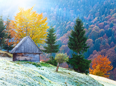 喀尔巴阡山乌克兰秋天风景养牛场和阳光图片