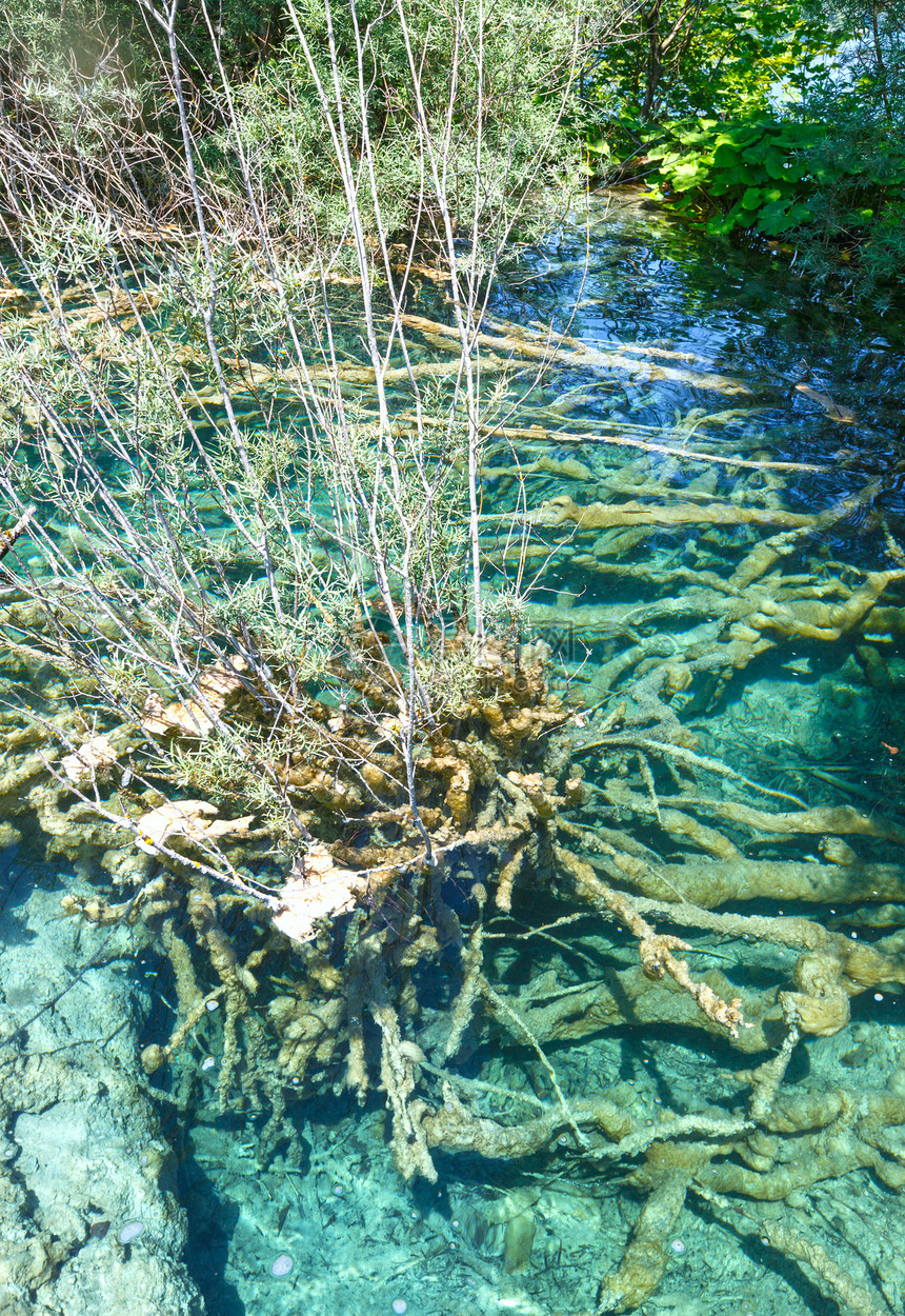 底有树根的夏日瘸式透明湖克罗地亚普利维茨湖公园图片
