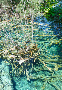 维茨魏根底有树根的夏日瘸式透明湖克罗地亚普利维茨湖公园背景