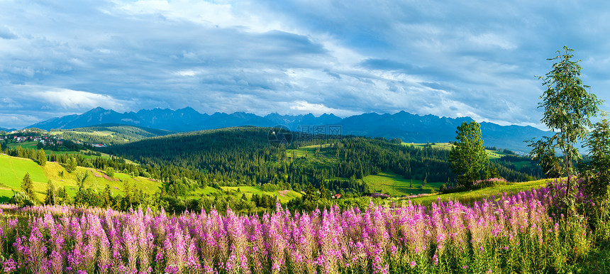 山村夏季夜郊区前面和后的塔特拉山脉有粉红花波兰格利察罗戈尔尼图片