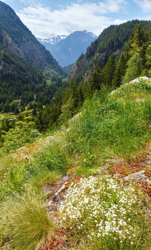 山地夏季景观坡上有森林前面白花瑞士阿尔卑斯山图片