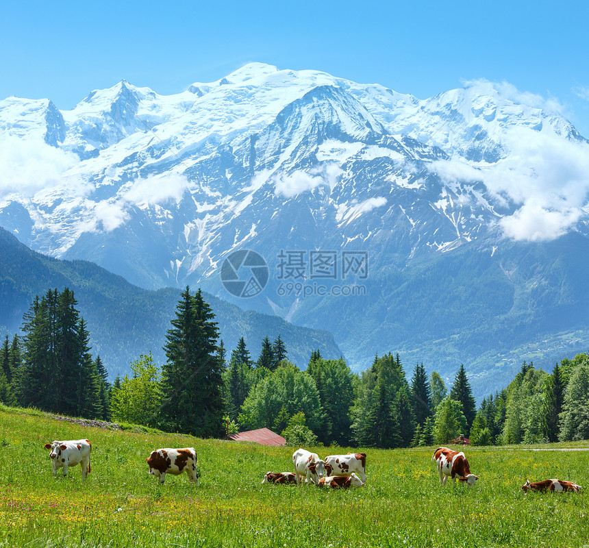 牧牛在开花的格莱德和勃朗山群法国查莫尼克斯谷普莱恩朱村郊图片