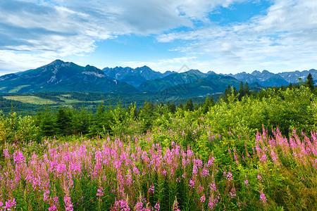 夏季早上山地景观前面和后的塔特拉山脉有粉红花波兰背景图片