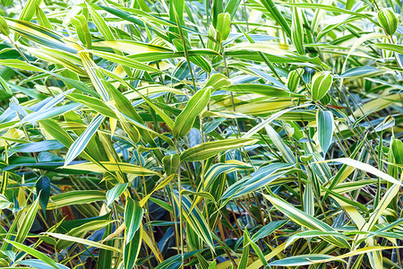 绿色植被背景青金丝雀草长高清图片