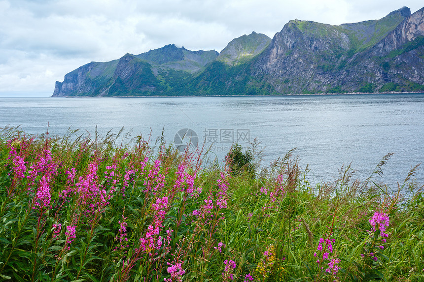 夏季Senja海岸挪威前方有观光和粉红色花朵多云的天气图片