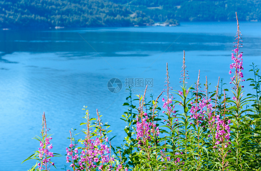 Fjord夏日风凉前面有粉红色花朵挪威Boknafjord图片