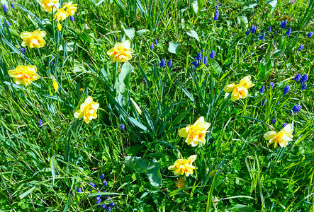 春天绿色草原上盛开的黄水仙图片