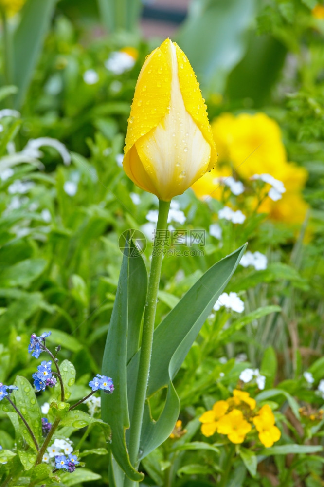 美丽的黄色郁金香在春天关闭图片