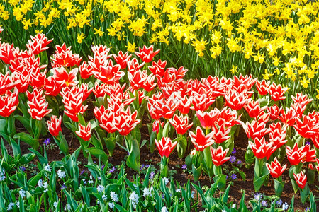 美丽的红白郁金香和黄色自恋然春季背景图片