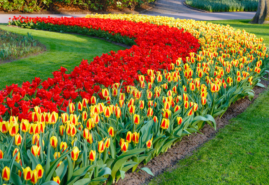 美丽的红色和黄郁金香在春天的图片