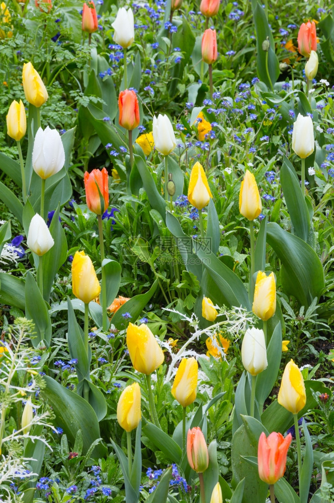 春时美丽的多彩郁金香自然多彩背景图片