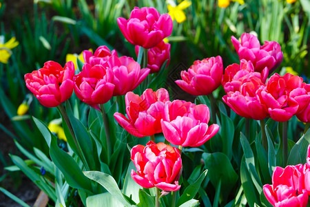 美丽的红色郁金香和黄自恋然春天背景图片