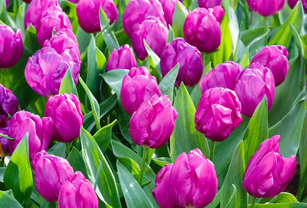 春时美丽的紫色郁金香Macro图片