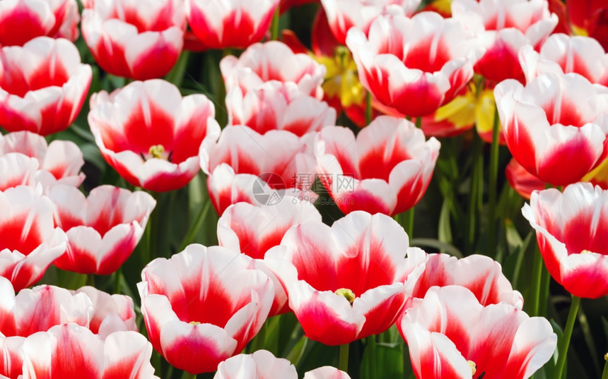 美丽的红白郁金香近身自然春天背景图片
