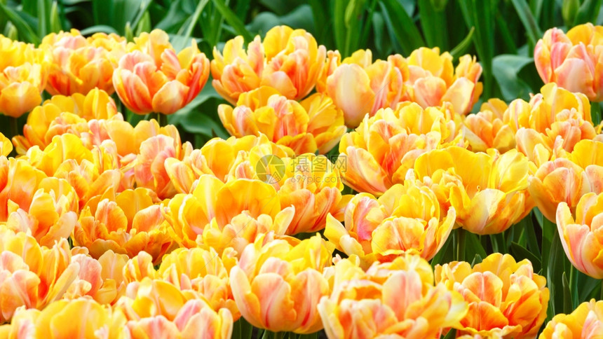 美丽的黄红郁金香近身自然春季背景图片