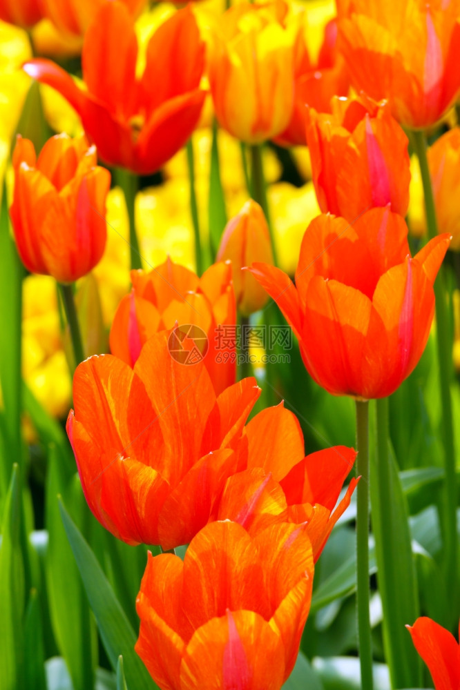 美丽的橙色郁金香露在春天公园的池塘附近闭合图片