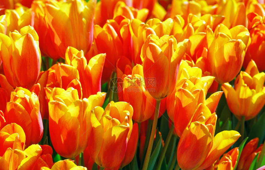 美丽的红黄郁金香近身自然春天背景图片