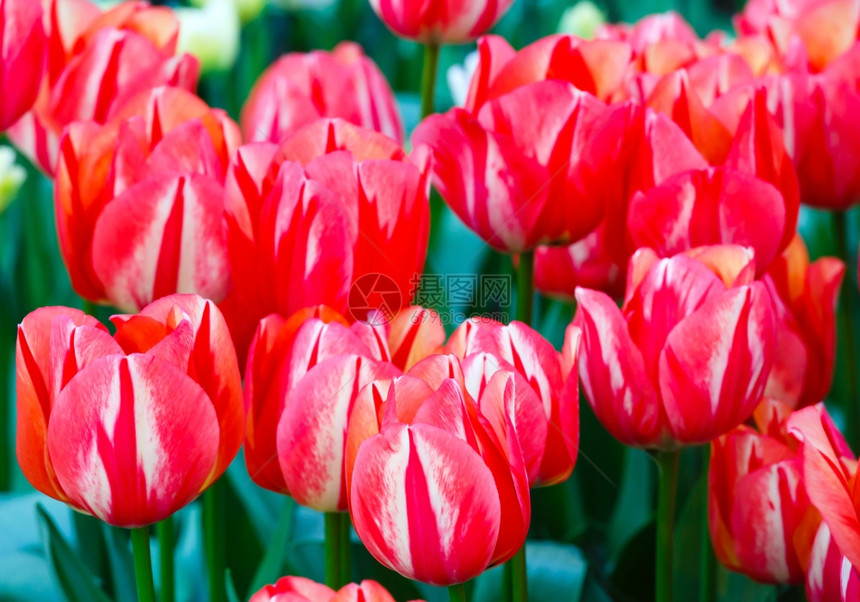 春天的红色郁金香很美Macro图片