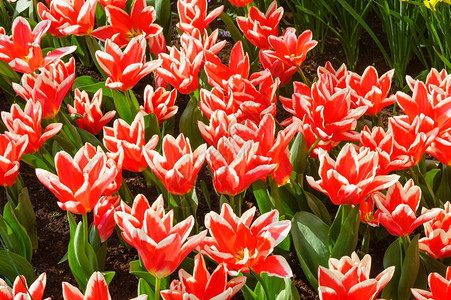 美丽的红色和白小提琴郁金香在春季的时候关闭自然背景变异图片