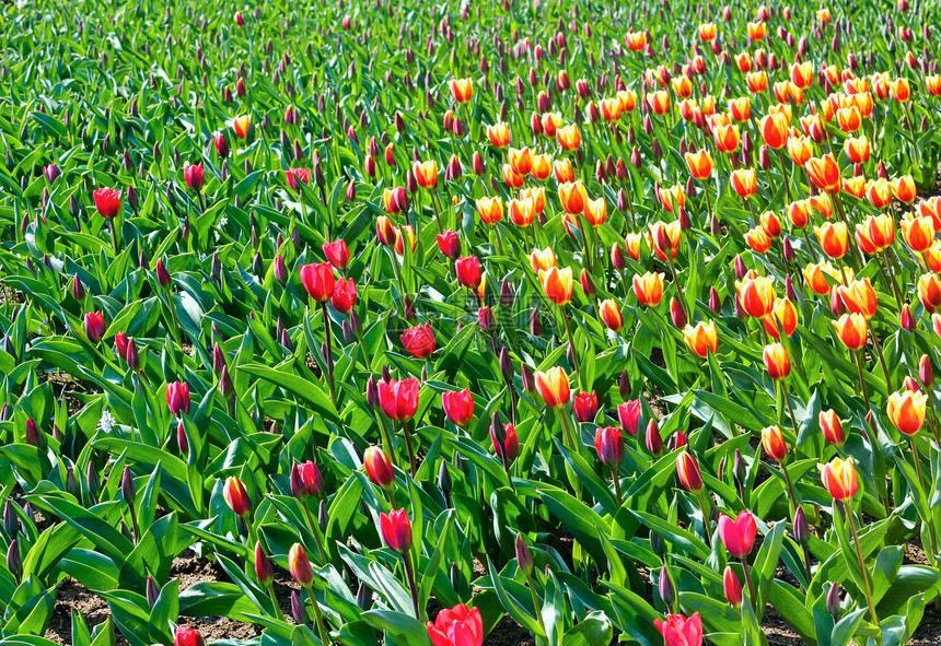美丽的红色和黄郁金香在春天自然背景图片