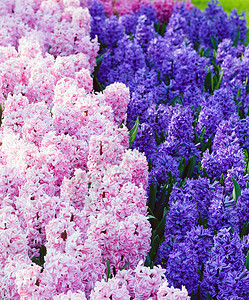 春公园有美丽的粉红色和蓝花朵图片