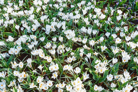 美丽的白Macro在春天自然背景图片