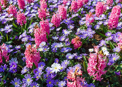 美丽的粉色青春和蓝花朵清理在春天自然背景图片