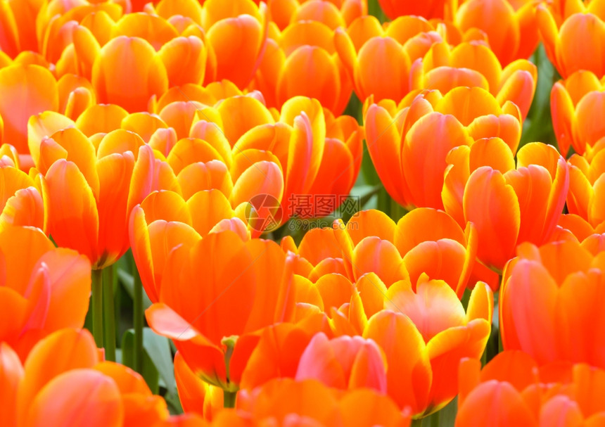 春天的红黄郁金香很美Macro图片