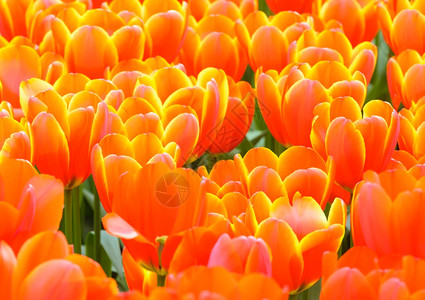 春天的红黄郁金香很美Macro背景图片