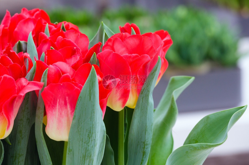 美丽的红色郁金香紧贴在春花床图片