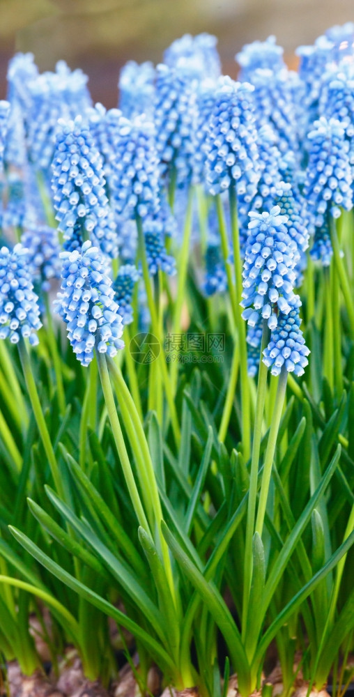 蓝色花朵Muscari或糖浆青春芽和叶子图片