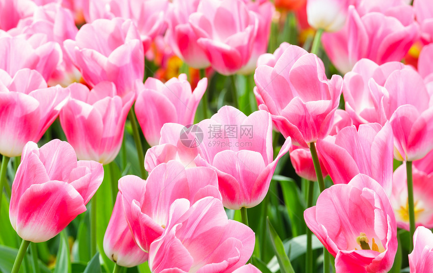 春时美丽的粉红色郁金香Macro图片