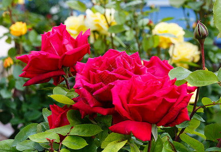 春玫瑰花在公园紧贴背景图片