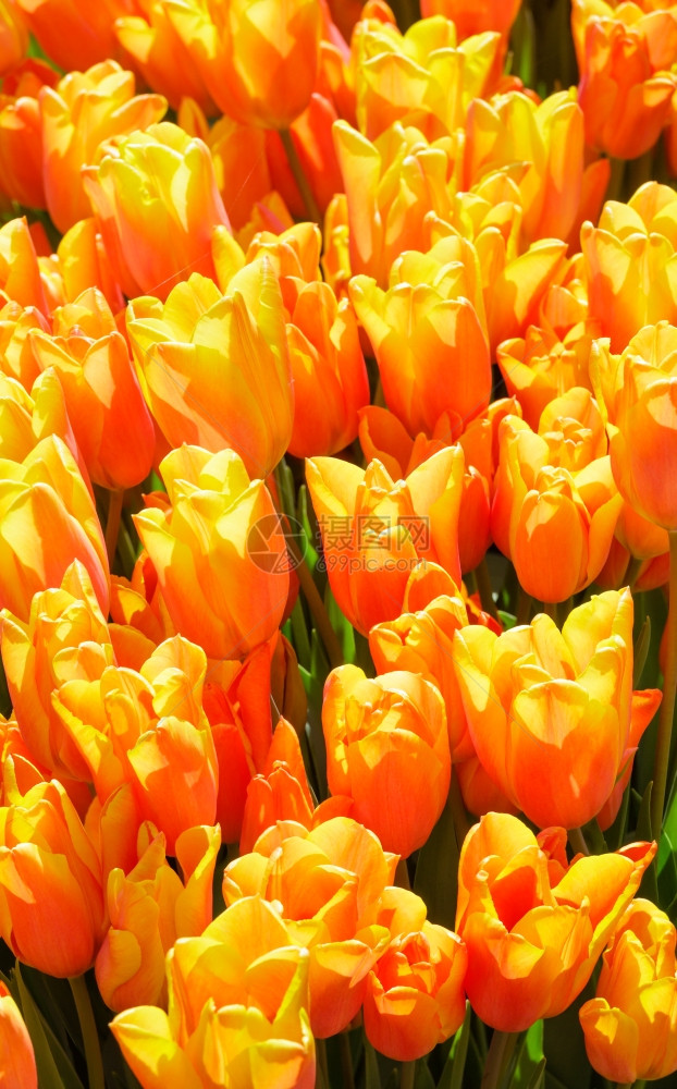 美丽的红黄郁金香近身自然春天背景图片