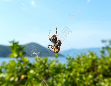 蓝天空背景的蜘蛛网图片