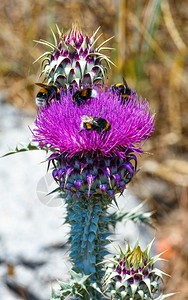 两只蜜蜂在花草上图片