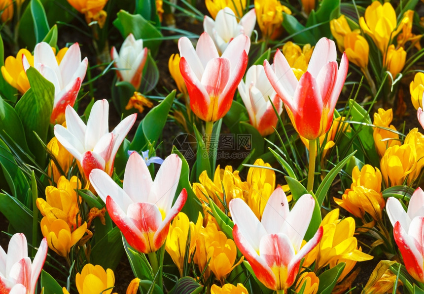 美丽的黄和白红郁金香Macro在春天自然背景图片