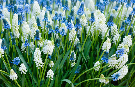 蓝花和白布斯卡里或糖浆芽和叶子背景图片