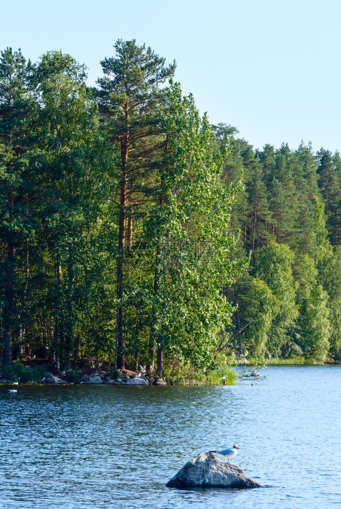 夏季湖风景森林在边缘海鸥石头上芬兰图片