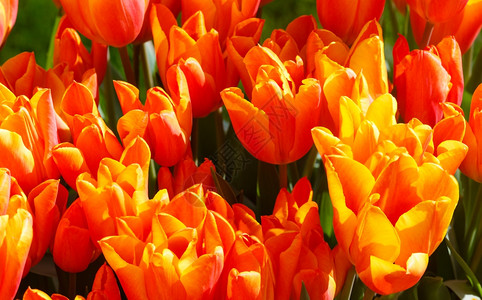 美丽的红黄郁金香近身自然春天背景背景图片