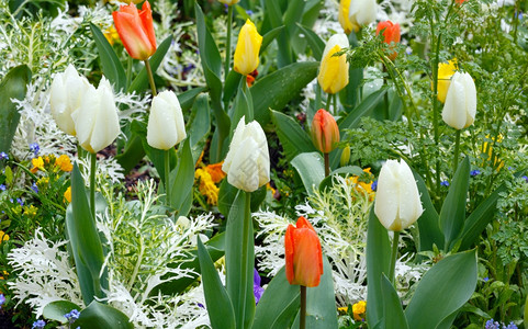 春时美丽的多彩郁金香大自然色彩丰富图片