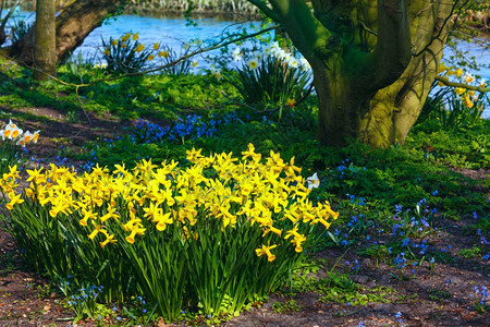 春天公园里美丽的黄色自恋图片