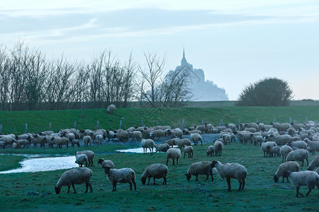 3月圣米歇尔山法国晚上和前面的羊群图片